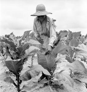 african-american-woman-farming-everett